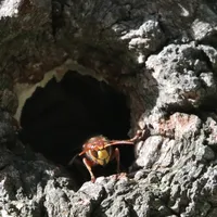 08_Symbolbild Insekten